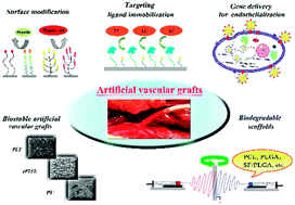 Graphical abstract: Surface modification and endothelialization of biomaterials as potential scaffolds for vascular tissue engineering applications