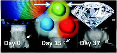 Graphical abstract: Nanodiamonds and silicon quantum dots: ultrastable and biocompatible luminescent nanoprobes for long-term bioimaging