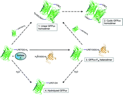 Graphical abstract: Sortase A catalyzed reaction pathways: a comparative study with six SrtA variants