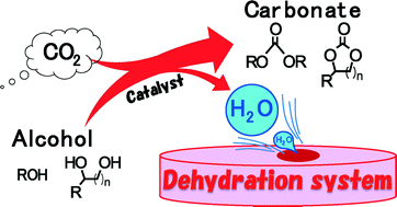 Graphical abstract: Catalytic CO2 conversion to organic carbonates with alcohols in combination with dehydration system