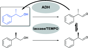 Graphical abstract: Deracemisation of profenol core by combining laccase/TEMPO-mediated oxidation and alcohol dehydrogenase-catalysed dynamic kinetic resolution