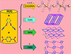 Graphical abstract: The various architectures and properties of a series of coordination polymers tuned by the central metals