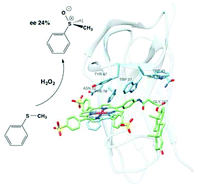 Graphical abstract: Neocarzinostatin-based hybrid biocatalysts for oxidation reactions