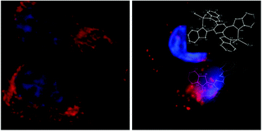 Graphical abstract: Dinuclear zinc(ii) complexes containing (benzimidazol-2-yl)benzene that overcome drug resistance in hepatocellular carcinoma cells through induction of mitochondria fragmentation