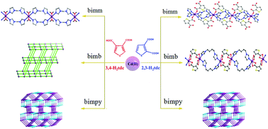 Graphical abstract: The structural diversity and photoluminescent properties of cadmium thiophenedicarboxylate coordination polymers