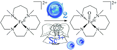 Graphical abstract: The “innocent” role of Sc3+ on a non-heme Fe catalyst in an O2 environment