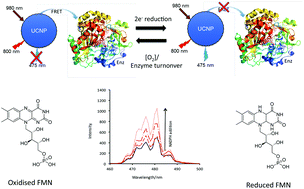 Graphical abstract: Ratiometric detection of enzyme turnover and flavin reduction using rare-earth upconverting phosphors