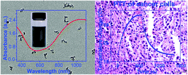 Graphical abstract: Facile synthesis of biocompatible cysteine-coated CuS nanoparticles with high photothermal conversion efficiency for cancer therapy