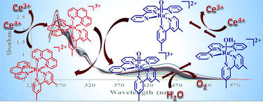 Graphical abstract: Cooperative effects in homogenous water oxidation catalysis by mononuclear ruthenium complexes