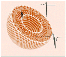 Graphical abstract: Distinctive EPR signals provide an understanding of the affinity of bis-(3-hydroxy-4-pyridinonato) copper(ii) complexes for hydrophobic environments