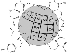 Graphical abstract: Transition metal complexes with oligopeptides: single crystals and crystal structures