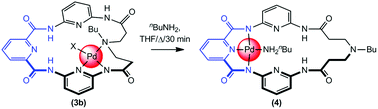 Graphical abstract: Controlled translocation of palladium(ii) within a 22 ring atom macrocyclic ligand