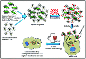Graphical abstract: Ce3+ sensitized GdPO4:Tb3+ with iron oxide nanoparticles: a potential biphasic system for cancer theranostics