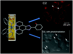 Graphical abstract: Development of a cyclometalated iridium complex with specific intramolecular hydrogen-bonding that acts as a fluorescent marker for the endoplasmic reticulum and causes photoinduced cell death