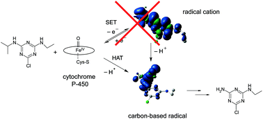 Graphical abstract: Cytochrome P450-catalyzed dealkylation of atrazine by Rhodococcus sp. strain NI86/21 involves hydrogen atom transfer rather than single electron transfer