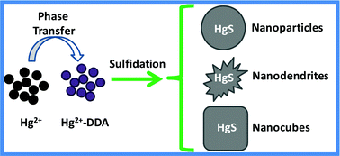 Graphical abstract: Phase transfer-based synthesis of HgS nanocrystals