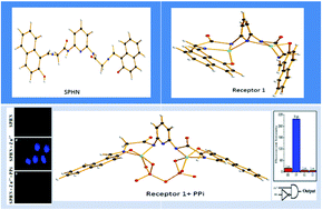 Graphical abstract: Pyrophosphate selective fluorescent chemosensors: cascade recognition of nuclear stain mimicking DAPI