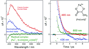 Graphical abstract: Ultrafast photophysical processes for Fe(iii)-carboxylates