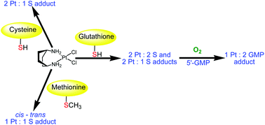 Graphical abstract: Reactivity of kiteplatin with S-donor biomolecules and nucleotides