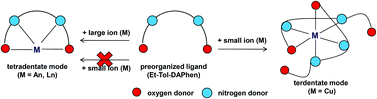 Graphical abstract: High selectivity towards small copper ions by a preorganized phenanthroline-derived tetradentate ligand and new insight into the complexation mechanism