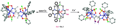 Graphical abstract: Copper(i)- and copper(0)-promoted homocoupling and homocoupling–hydrodehalogenation reactions of dihalogenoclathrochelate precursors for C–C conjugated iron(ii) bis-cage complexes