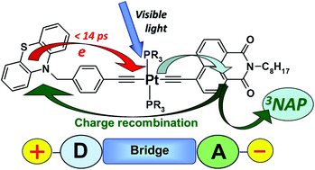 Graphical abstract: Electron transfer dynamics and excited state branching in a charge-transfer platinum(ii) donor–bridge-acceptor assembly