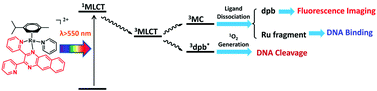 Graphical abstract: Fusion of photodynamic therapy and photoactivated chemotherapy: a novel Ru(ii) arene complex with dual activities of photobinding and photocleavage toward DNA