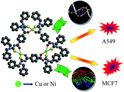 Graphical abstract: Self-assembled Cu(ii) and Ni(ii) metallamacrocycles formed from 3,3,3′,3′-tetrabenzyl-1,1′-aroylbis(thiourea) ligands: DNA and protein binding studies, and cytotoxicity of trinuclear complexes