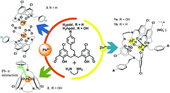 Graphical abstract: Distinguishable Zn(ii) and Pb(ii) template effects on forming pendant-armed Schiff-base macrocyclic complexes including a remarkable Pb(ii)–π macrocyclic complex