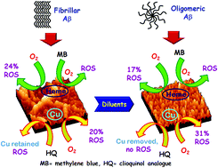 Graphical abstract: Self-assembly of stable oligomeric and fibrillar aggregates of Aβ peptides relevant to Alzheimer's disease: morphology dependent Cu/heme toxicity and inhibition of PROS generation