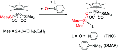 Graphical abstract: Synthesis, structures, and reactivity of the base-stabilized silanone molybdenum complexes