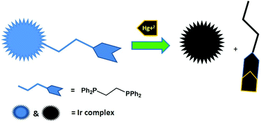 Graphical abstract: New ‘aggregation induced emission (AIE)’ active cyclometalated iridium(iii) based phosphorescent sensors: high sensitivity for mercury(ii) ions