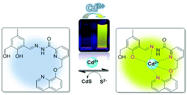 Graphical abstract: A new visible-light-excitable ICT-CHEF-mediated fluorescence ‘turn-on’ probe for the selective detection of Cd2+ in a mixed aqueous system with live-cell imaging