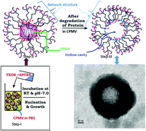 Graphical abstract: CPMV-induced synthesis of hollow mesoporous SiO2 nanocapsules with excellent performance in drug delivery