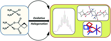 Graphical abstract: Oxidative halogenation of cisplatin and carboplatin: synthesis, spectroscopy, and crystal and molecular structures of Pt(iv) prodrugs