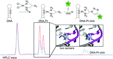 Graphical abstract: Convenient detection of metal–DNA, metal–RNA, and metal–protein adducts with a click-modified Pt(ii) complex