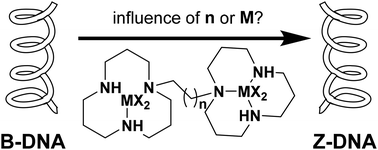 Graphical abstract: Mono- and dinuclear metal complexes containing the 1,5,9-triazacyclododecane ([12]aneN3) unit and their interaction with DNA