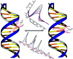 Graphical abstract: Binding of copper(ii) polypyridyl complexes to DNA and consequences for DNA-based asymmetric catalysis
