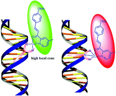 Graphical abstract: Characterisation of the interactions between substrate, copper(ii) complex and DNA and their role in rate acceleration in DNA-based asymmetric catalysis