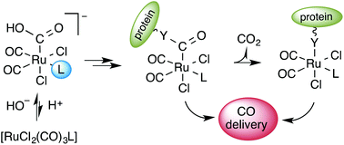 Graphical abstract: A contribution to the rational design of Ru(CO)3Cl2L complexes for in vivo delivery of CO