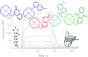 Graphical abstract: Bifunctional Zn(ii) complexes for recognition of non-canonical thymines in DNA bulges and G-quadruplexes