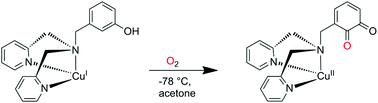 Graphical abstract: Monooxygenation of an appended phenol in a model system of tyrosinase: implications on the enzymatic reaction mechanism