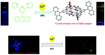 Graphical abstract: Cd(ii)-terpyridine-based complex as a ratiometric fluorescent probe for pyrophosphate detection in solution and as an imaging agent in living cells