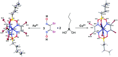 Graphical abstract: First iron and cobalt(ii) hexabromoclathrochelates: structural, magnetic, redox, and electrocatalytic behavior