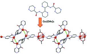 Graphical abstract: 3,3′-Di(pyrazinamoyl)-2,2′-bipyridine: rational ligand design for the self-assembly of a 1-D coordination polymer