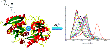 Graphical abstract: Complexation of Cm(iii) with the recombinant N-lobe of human serum transferrin studied by time-resolved laser fluorescence spectroscopy (TRLFS)