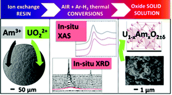 Graphical abstract: In situ characterization of uranium and americium oxide solid solution formation for CRMP process: first combination of in situ XRD and XANES measurements