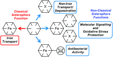 Graphical abstract: Beyond iron: non-classical biological functions of bacterial siderophores