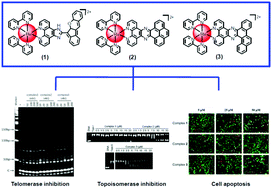 Graphical abstract: Ruthenium(ii) polypyridyl complexes as dual inhibitors of telomerase and topoisomerase