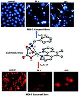 Graphical abstract: Mixed ligand copper(ii) dicarboxylate complexes: the role of co-ligand hydrophobicity in DNA binding, double-strand DNA cleavage, protein binding and cytotoxicity